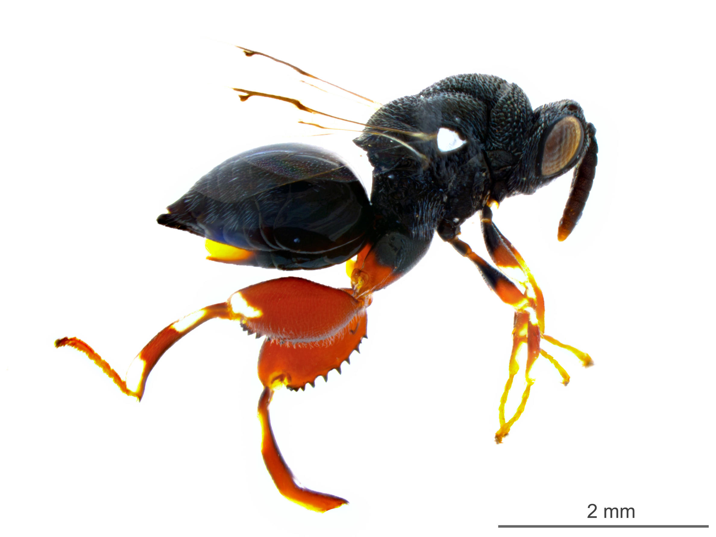 Brachymeria podagrica  Foto: Patricio Picón Rentería, CDF.